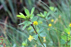 trifolium dubium (3) (1600 x 1067)8